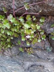 Cymbalaria muralis
