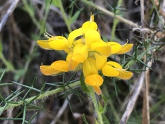 Genista tournefortii