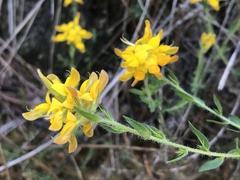 Genista tournefortii