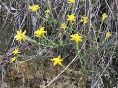 Genista tournefortii