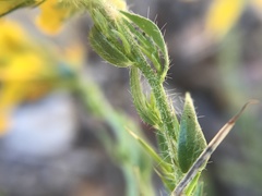 Genista tournefortii