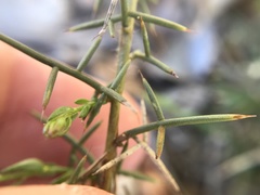 Genista tournefortii