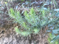 Genista tournefortii
