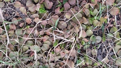 Lysimachia nummularia