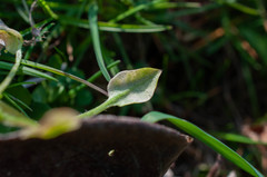 Peronospora alsinearum