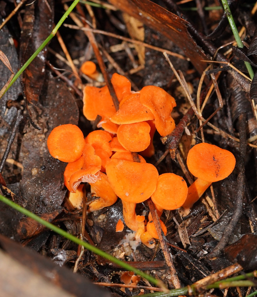 Australian chanterelle from Ada VIC 3833, Australia on April 07, 2022