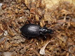 Limodromus assimilis