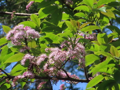 Ehretia longiflora