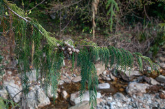 Cupressus cashmeriana