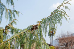 Cupressus cashmeriana
