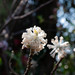 Edgeworthia chrysantha - Photo (c) Nicolas Schwab, algunos derechos reservados (CC BY-NC), subido por Nicolas Schwab