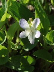 Viola stagnina