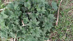 Leonurus quinquelobatus