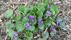 Viola odorata