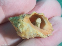 Stramonita haemastoma