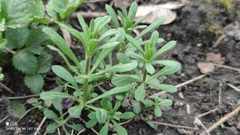 Galium aparine