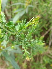 Genista triacanthos