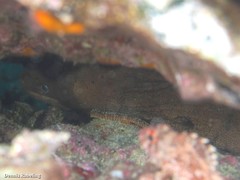 Gymnothorax unicolor
