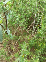 Genista triacanthos