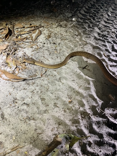 Brown Tree Snake sighting