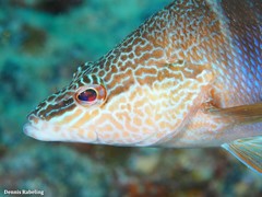 Serranus papilionaceus