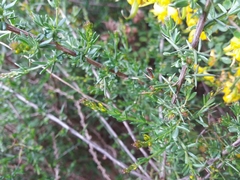 Genista triacanthos