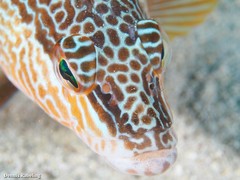 Serranus papilionaceus