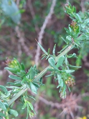 Genista triacanthos