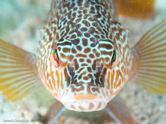 Serranus papilionaceus