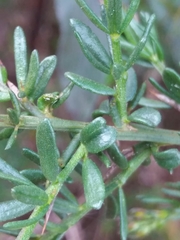 Genista triacanthos