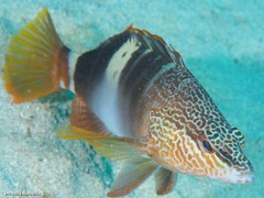 Serranus papilionaceus