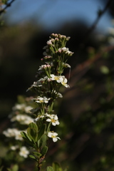 Spiraea hypericifolia obovata