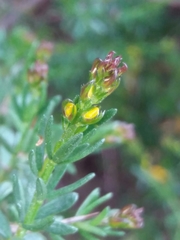 Genista triacanthos