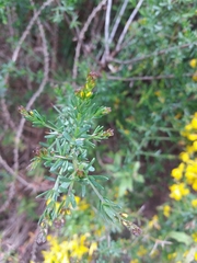 Genista triacanthos