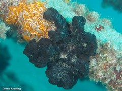 Chalinula parasimulans