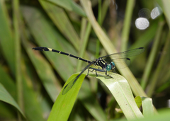 Austrogomphus bifurcatus