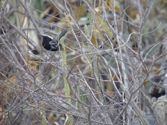 Formicivora melanogaster