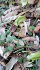 Pterostylis acuminata