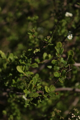 Spiraea hypericifolia obovata