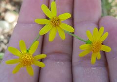 Senecio vernalis