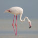 Greater Flamingo - Photo (c) cog2022, some rights reserved (CC BY-NC)