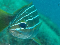 Parapristipoma octolineatum