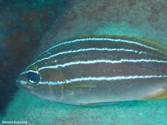 Parapristipoma octolineatum