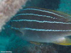 Parapristipoma octolineatum