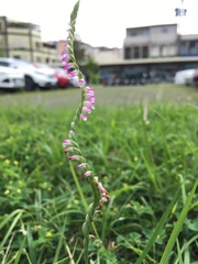 Spiranthes sinensis