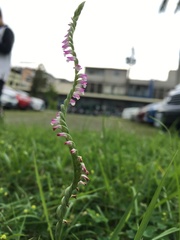 Spiranthes sinensis
