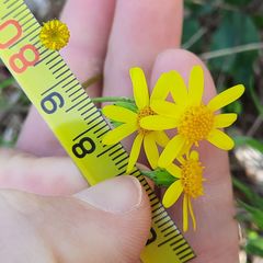 Senecio vernalis