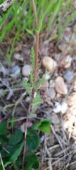 Senecio vernalis