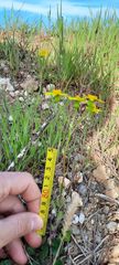 Senecio vernalis