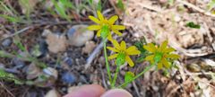 Senecio vernalis